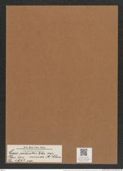 Coscinodiscus radiatus var. minor A. Schum. (de-Toni-Nr.: Genus 202, Species 4972) Zeichnungen Sammlung Grunow Mappe 04792 (Herbarium_W_Grunow_drawings_Folder_04792)